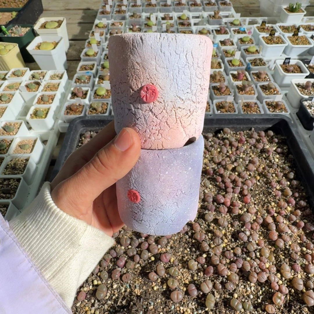 多肉植物好看肉锥营养土一包