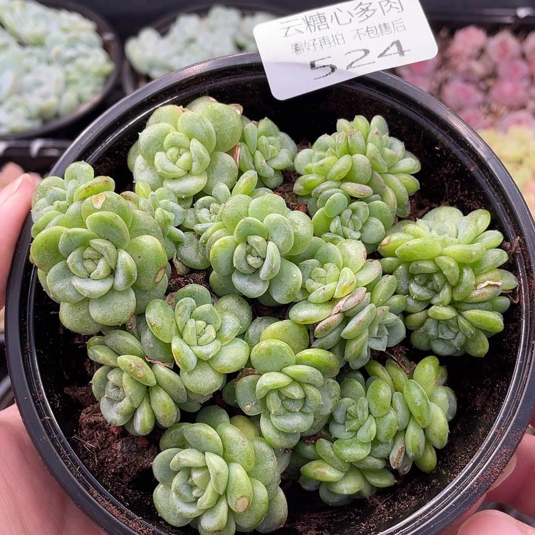 云糖心多肉植物524