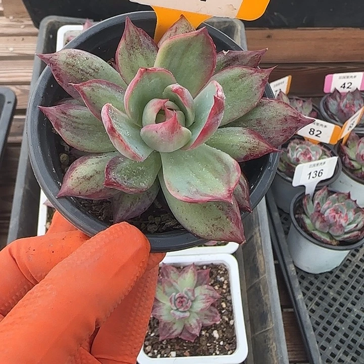 64 惊鸿仙子多肉植物