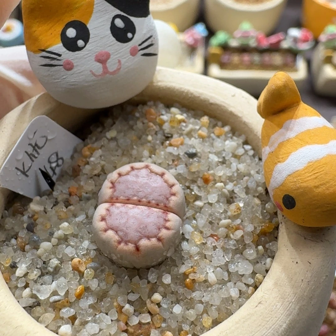 0922-016连盆带花k饼优选