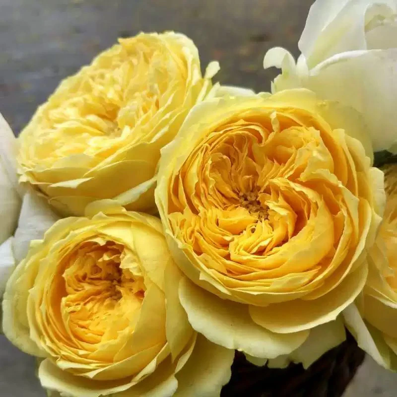 两加仑盆树桩月季凯特琳娜浓香大花阳台庭院花卉