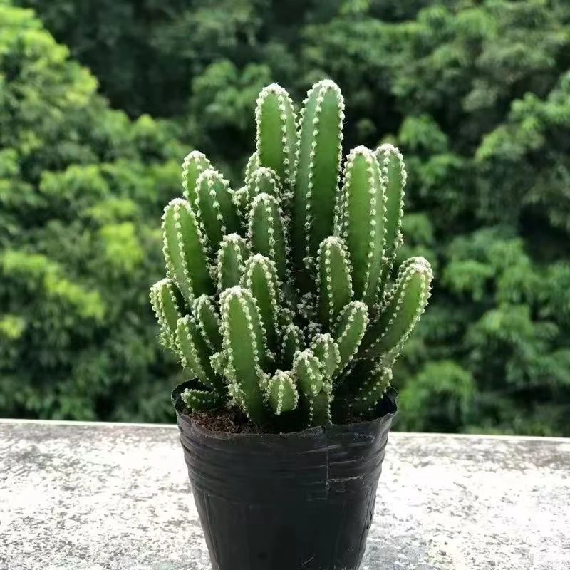 万重山仙人掌招财山类植物客厅绿植花卉室内办公室盆栽植物