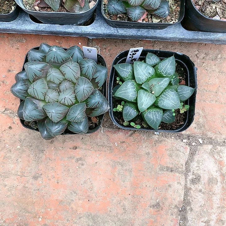 龙爪玉露和池田月影一物一拍