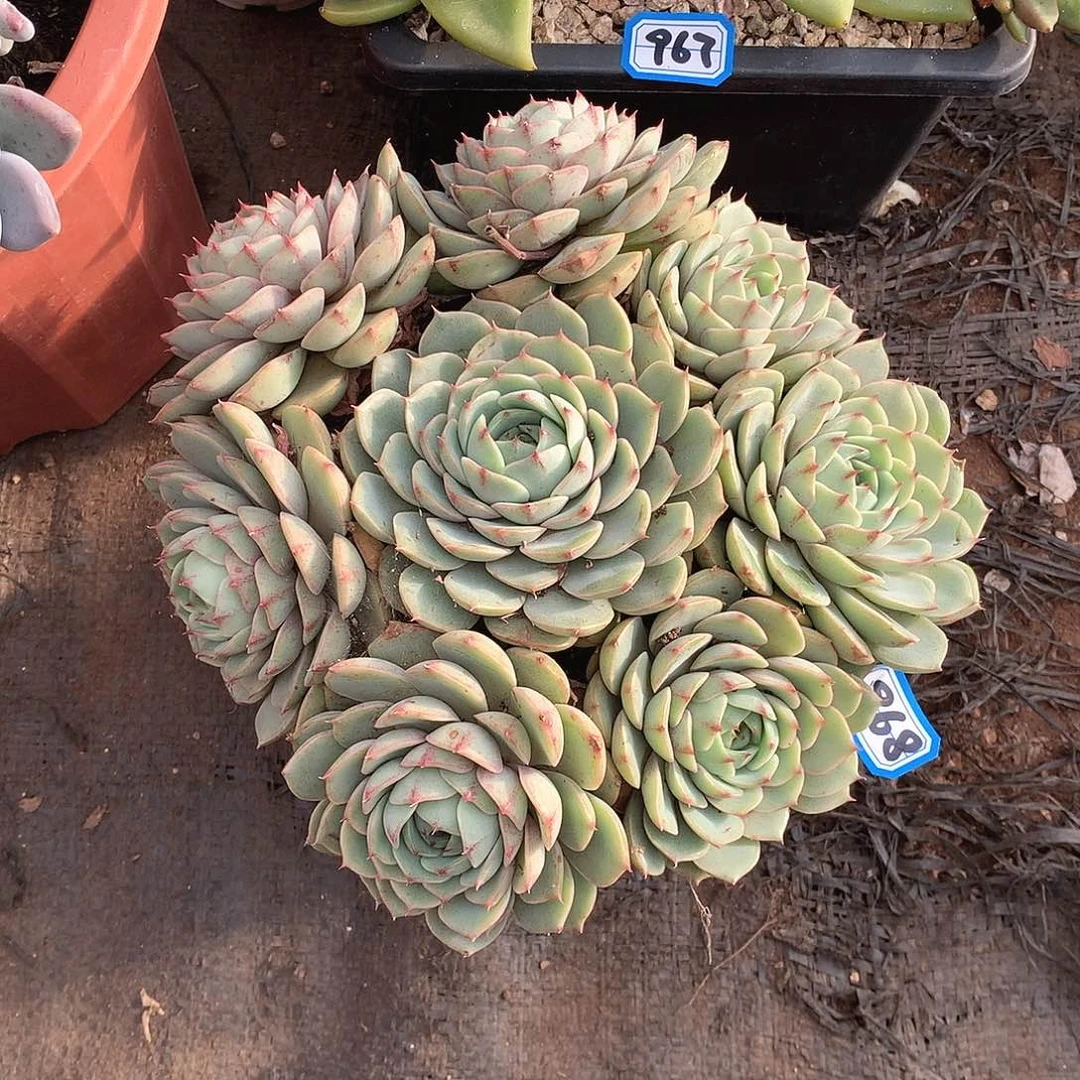 968笨巴蒂斯 一物一拍多肉