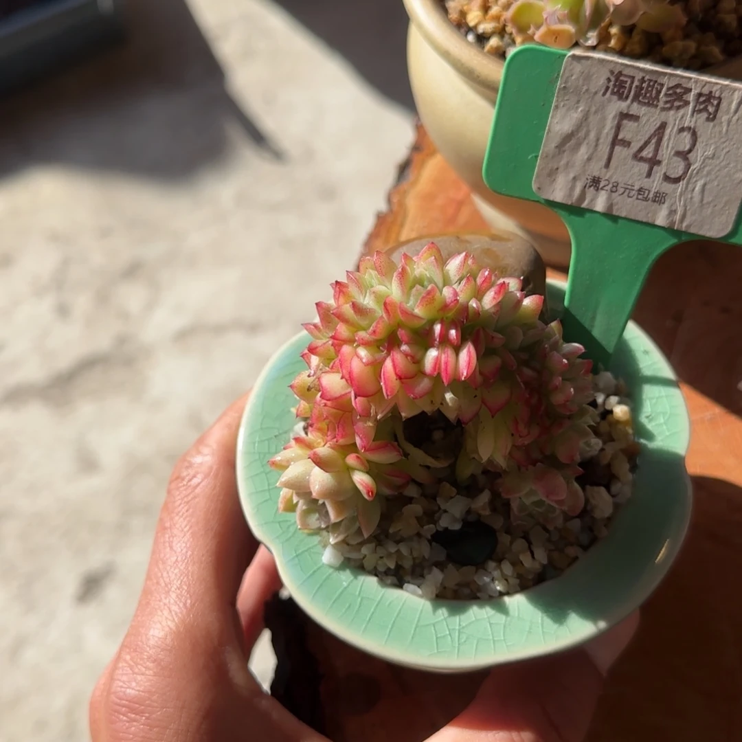 多肉植物红边女王卖杆对话