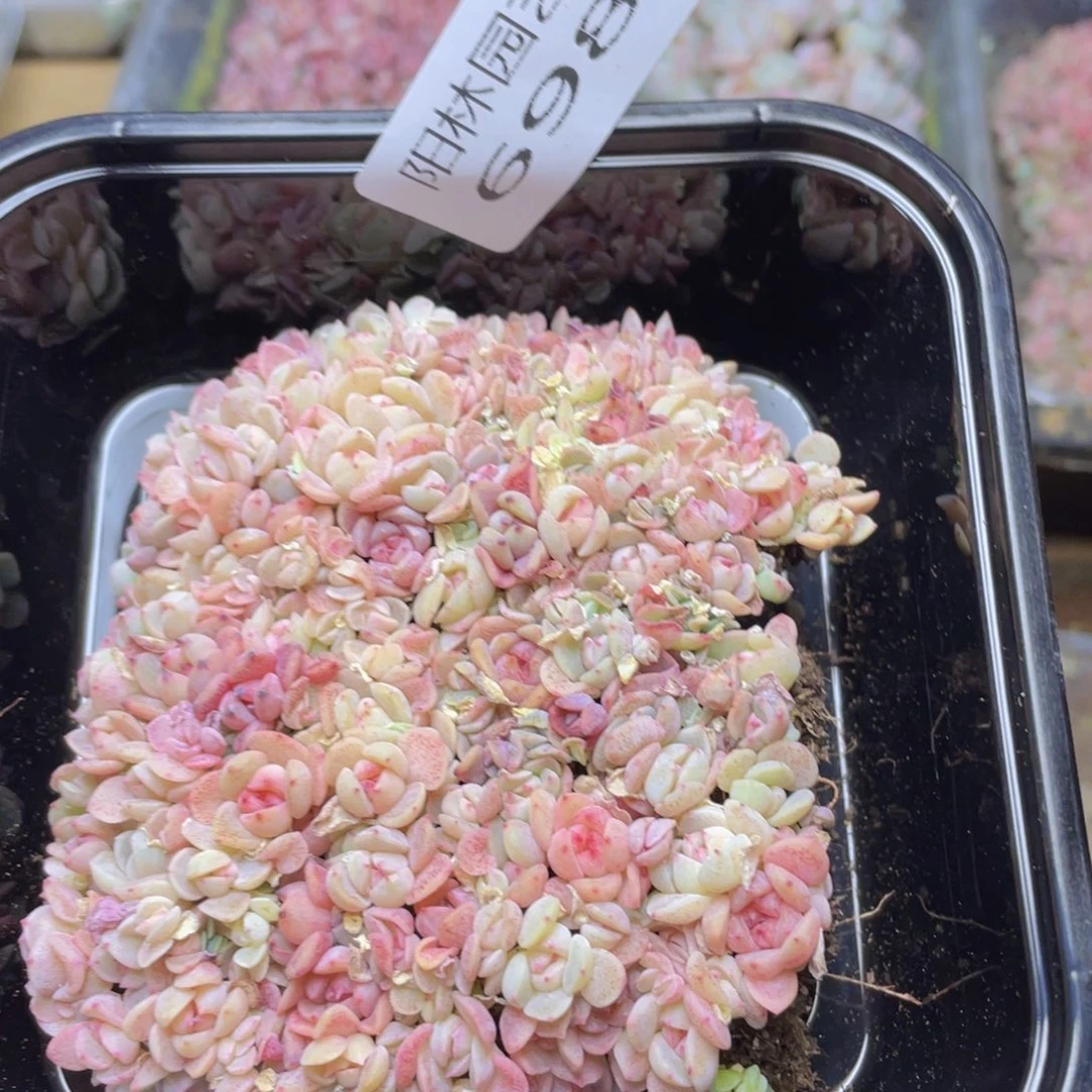 多肉植物多肉植物698