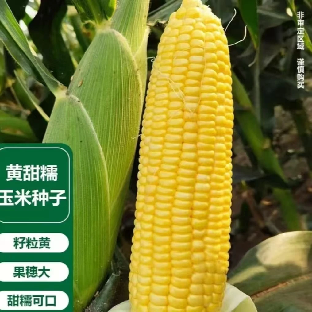黄甜糯玉米种子（厂家直销），可大面积种，阳台盆栽四季蔬菜玉米种子