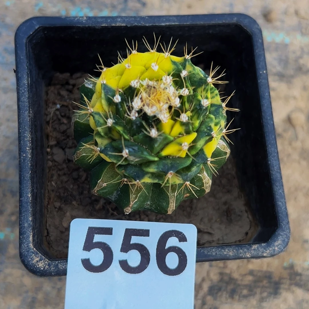 ****好无花朵福利帝冠散斑锦556
