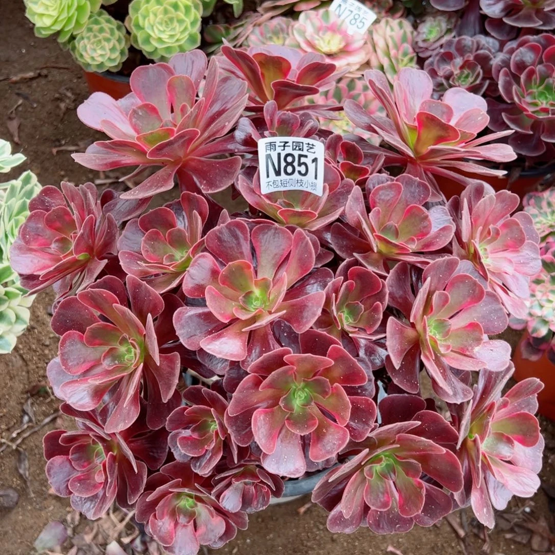 851爱神尺寸28左右