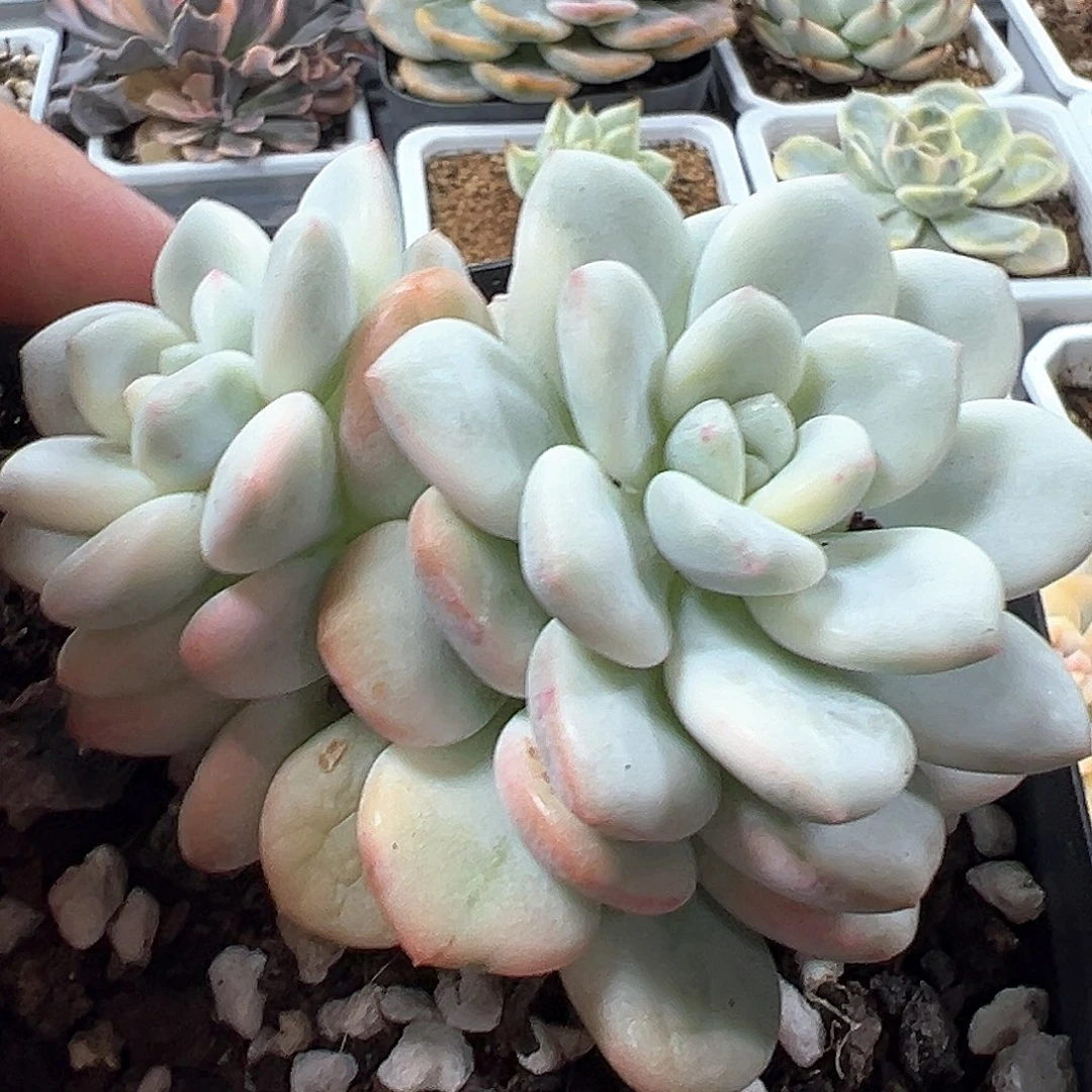 白马锦 小方花圃一单包邮非偏远