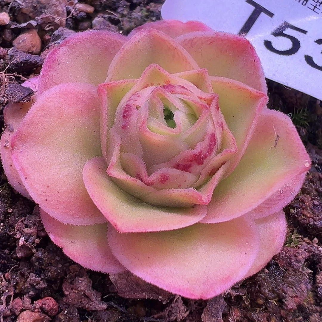 糖糖530若初x各种 小 下播福利