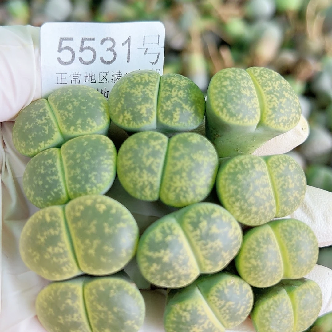 5531 好养易活生石花大母本双头6个