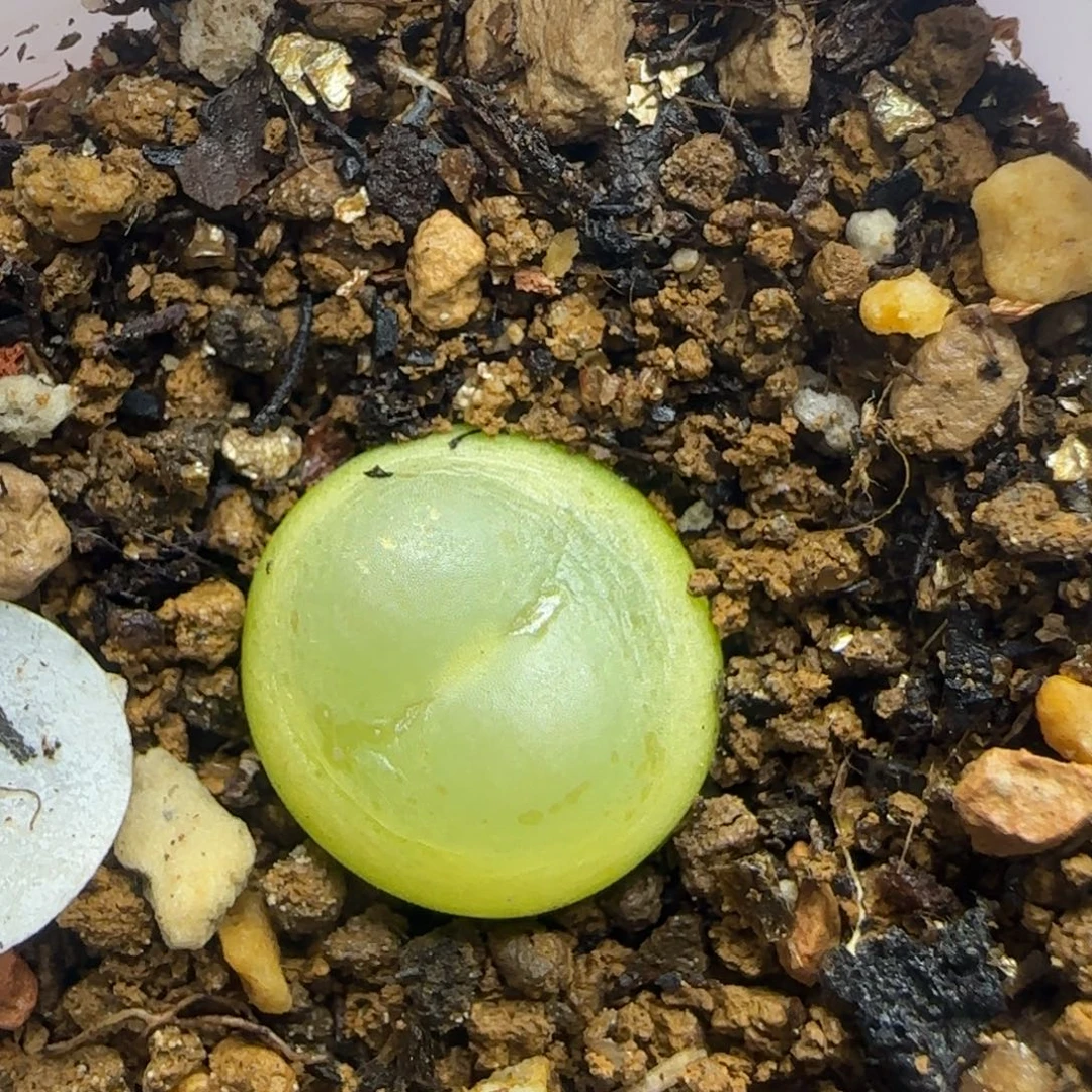 拉登1.4+多肉植物767