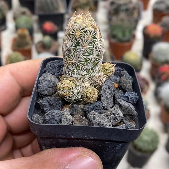 紫王子群特价福利