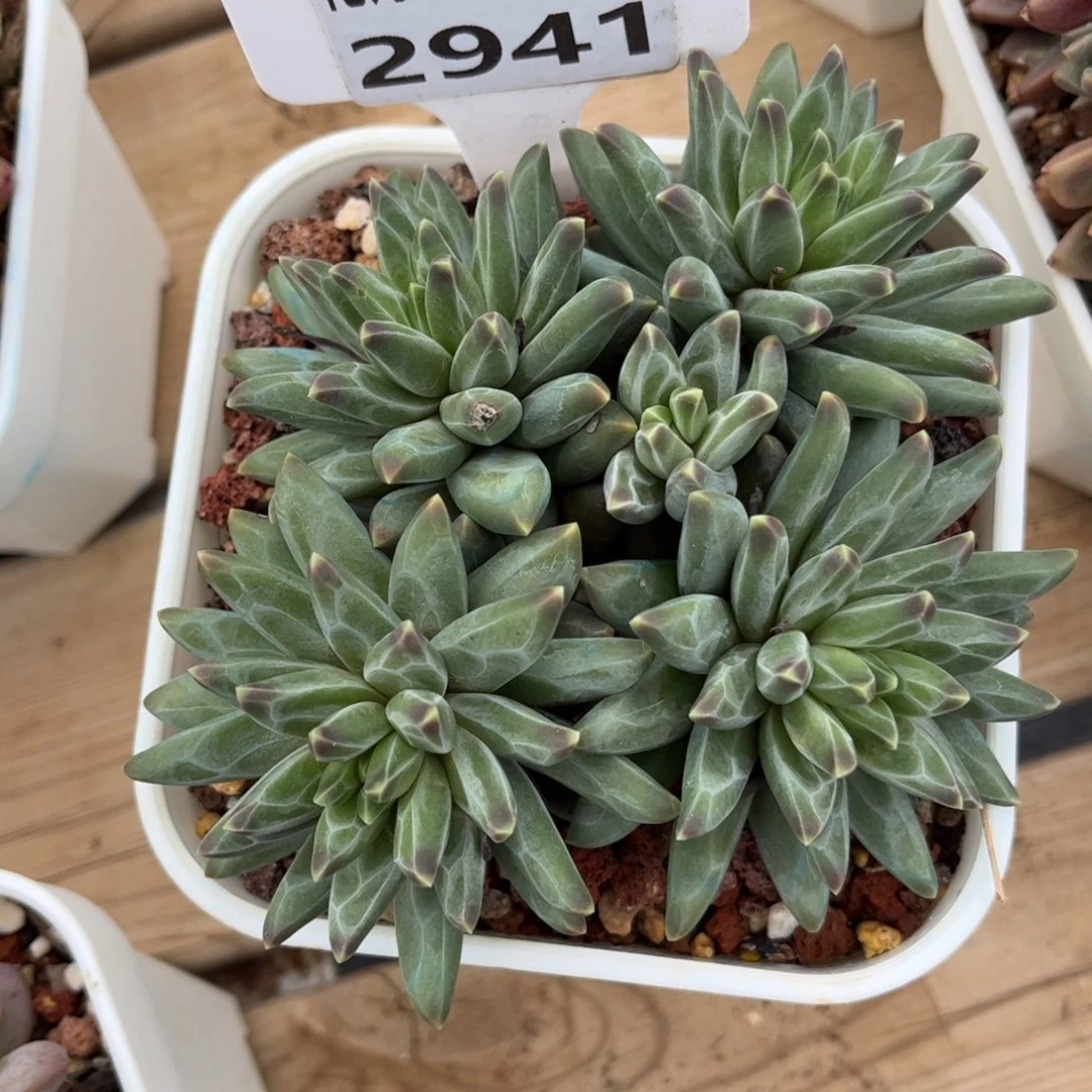 多肉植物2941 一定要拍个冷链哦