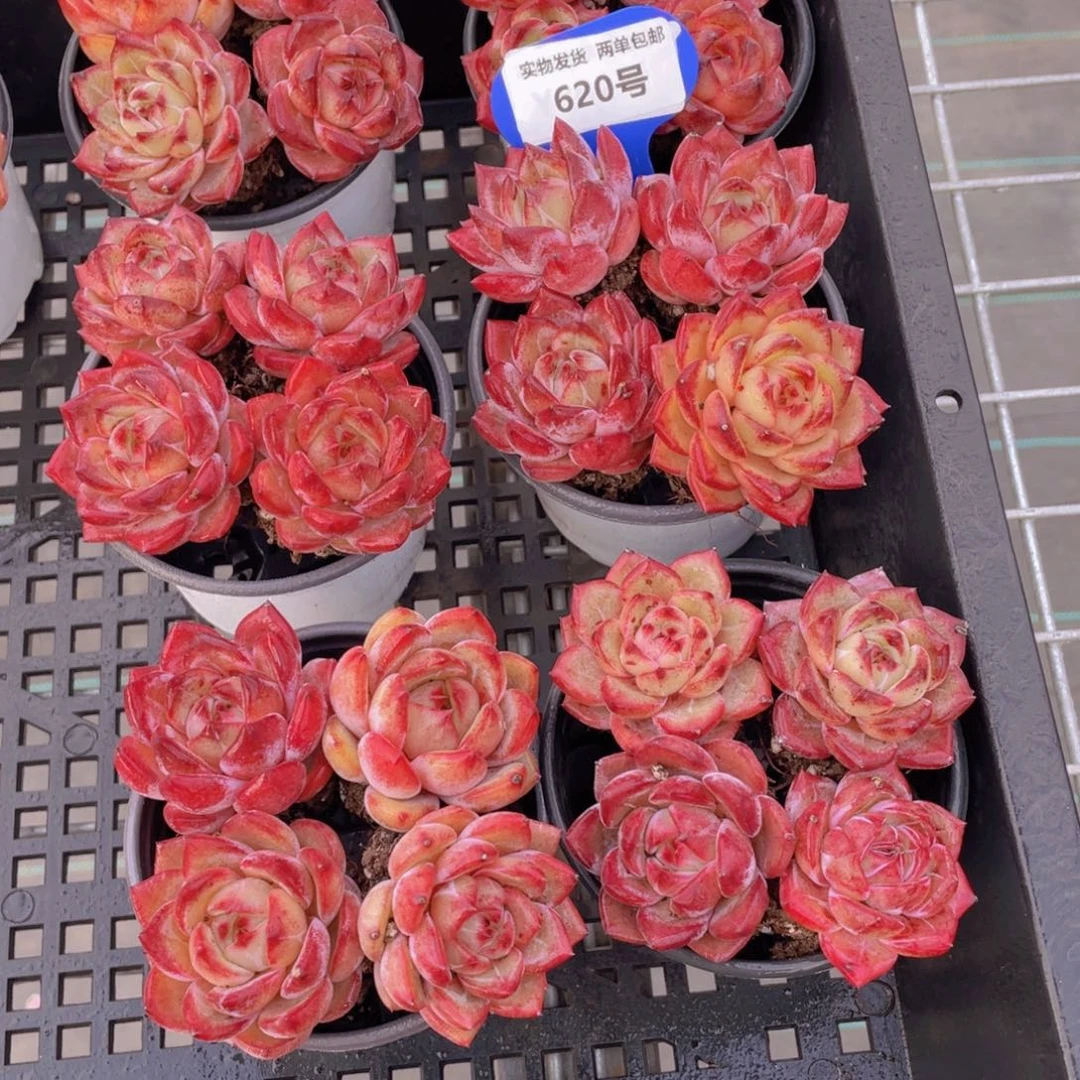 620号 全状态夜魔侠单头四个