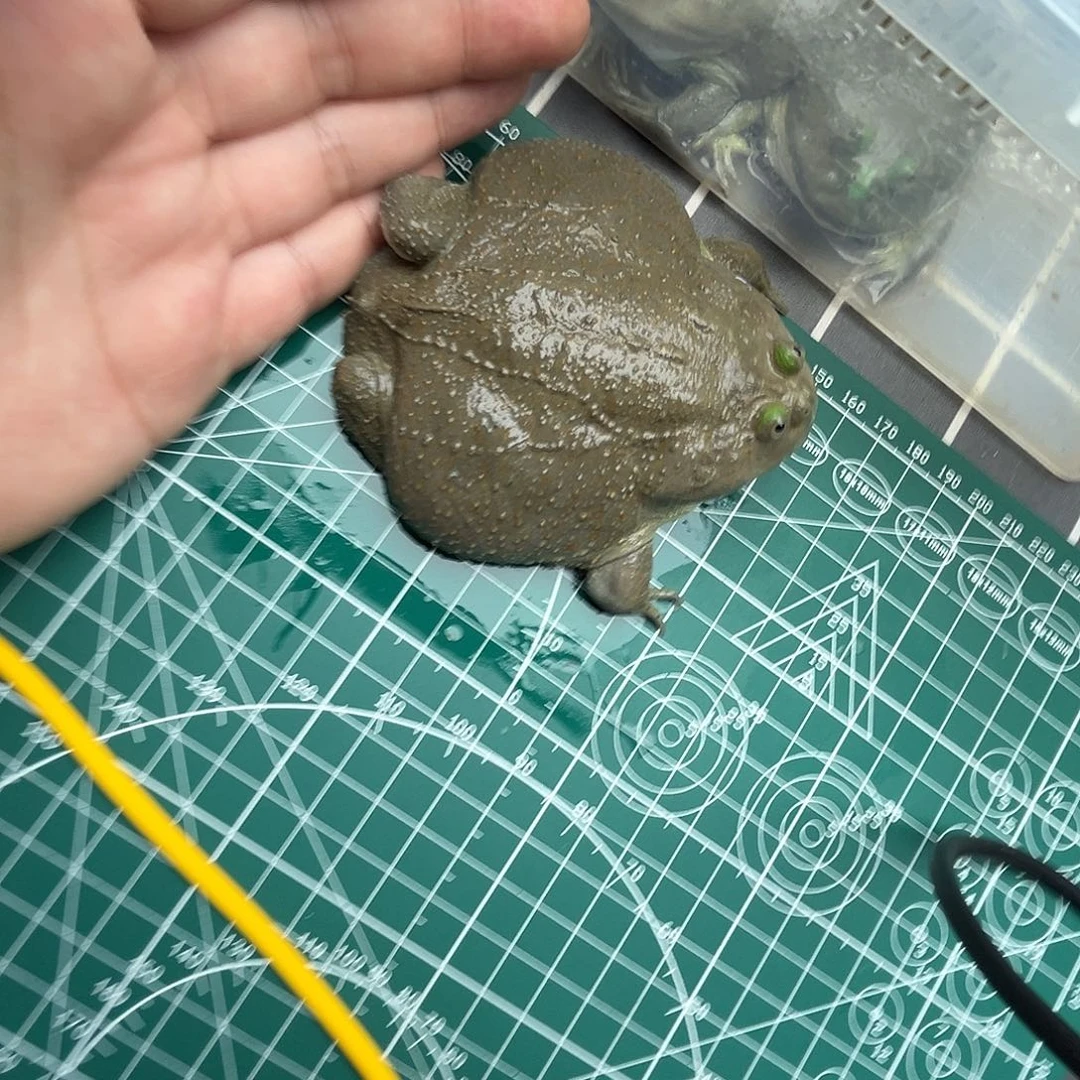 醉***湖角蛙10厘米小丑蛙闪拍