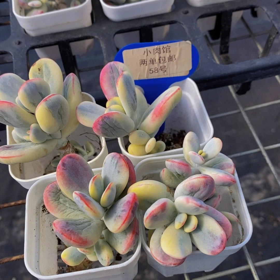 58-精品老桩乒乓福娘锦单头两个