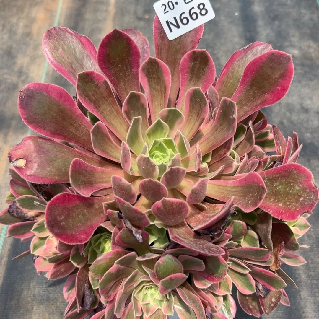 668女妖，满20包邮