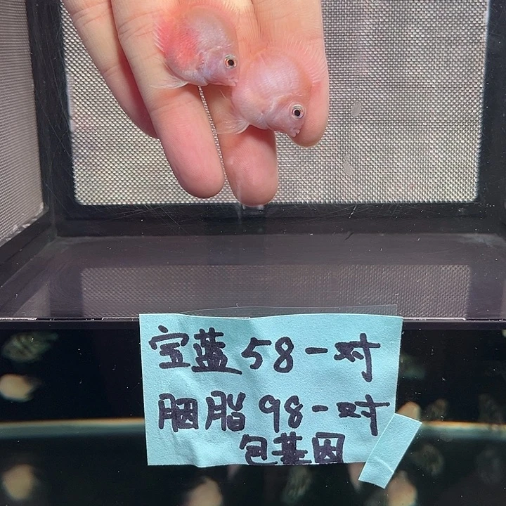 鹦鹉鱼缩尾桃心迷你鹦鹉鱼