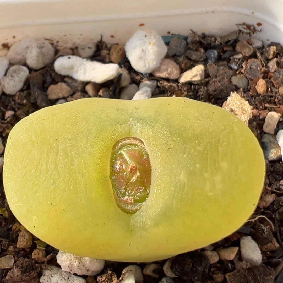 160多肉植物百科植物