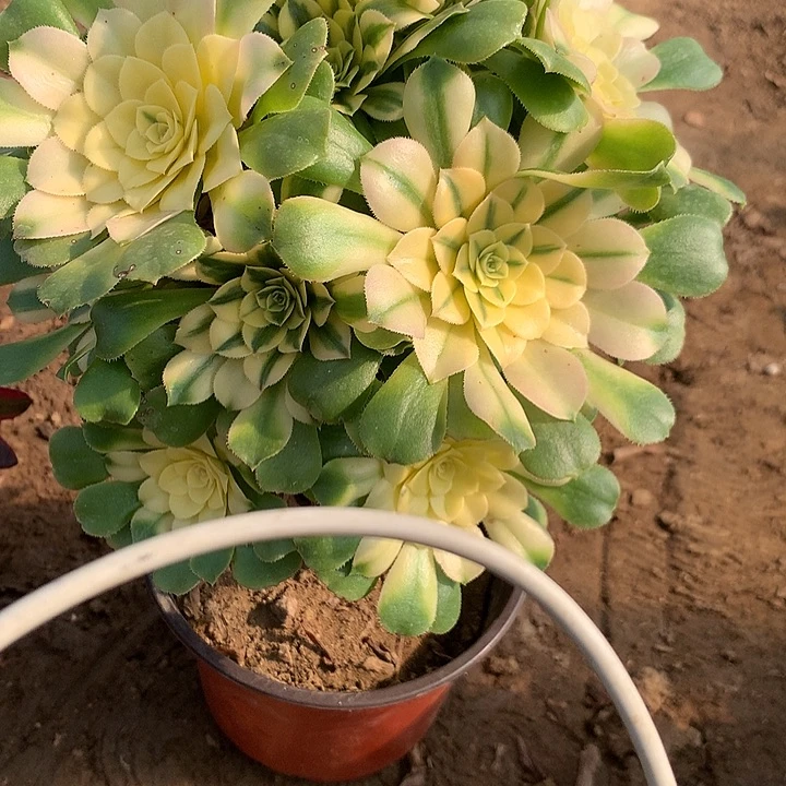 晓**奏多肉植物心尼雅59