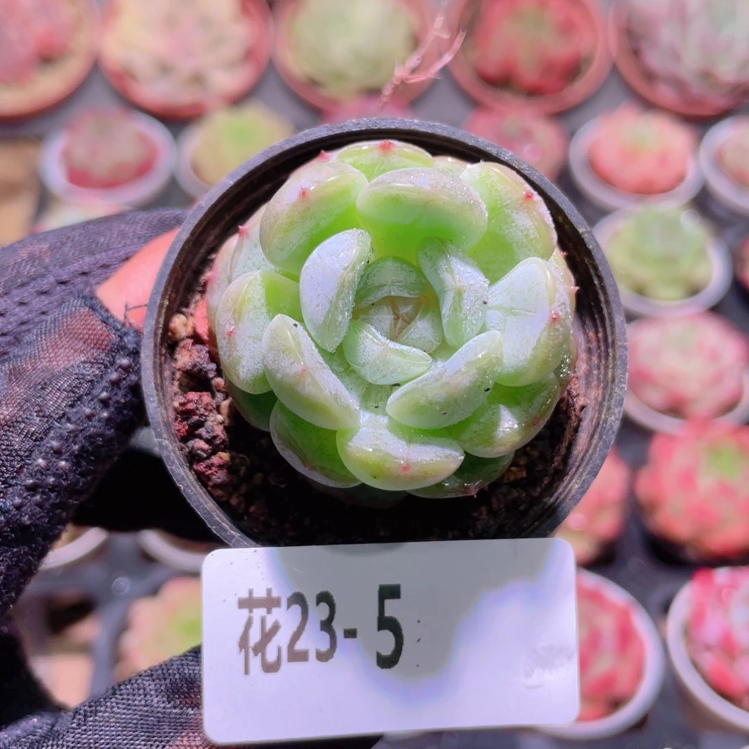 花利美23-5白色恋人