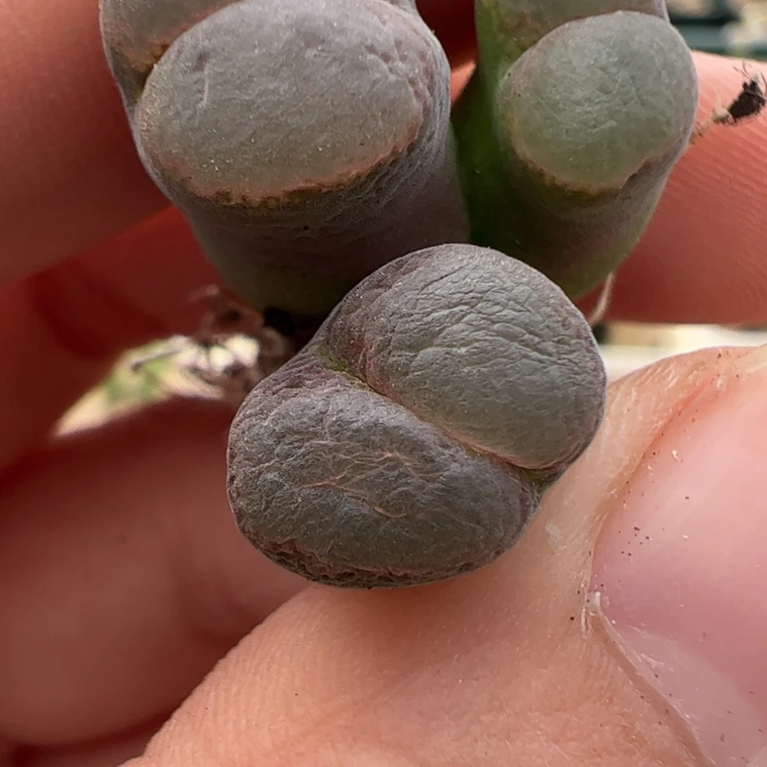 635 好看的多肉冲冲冲