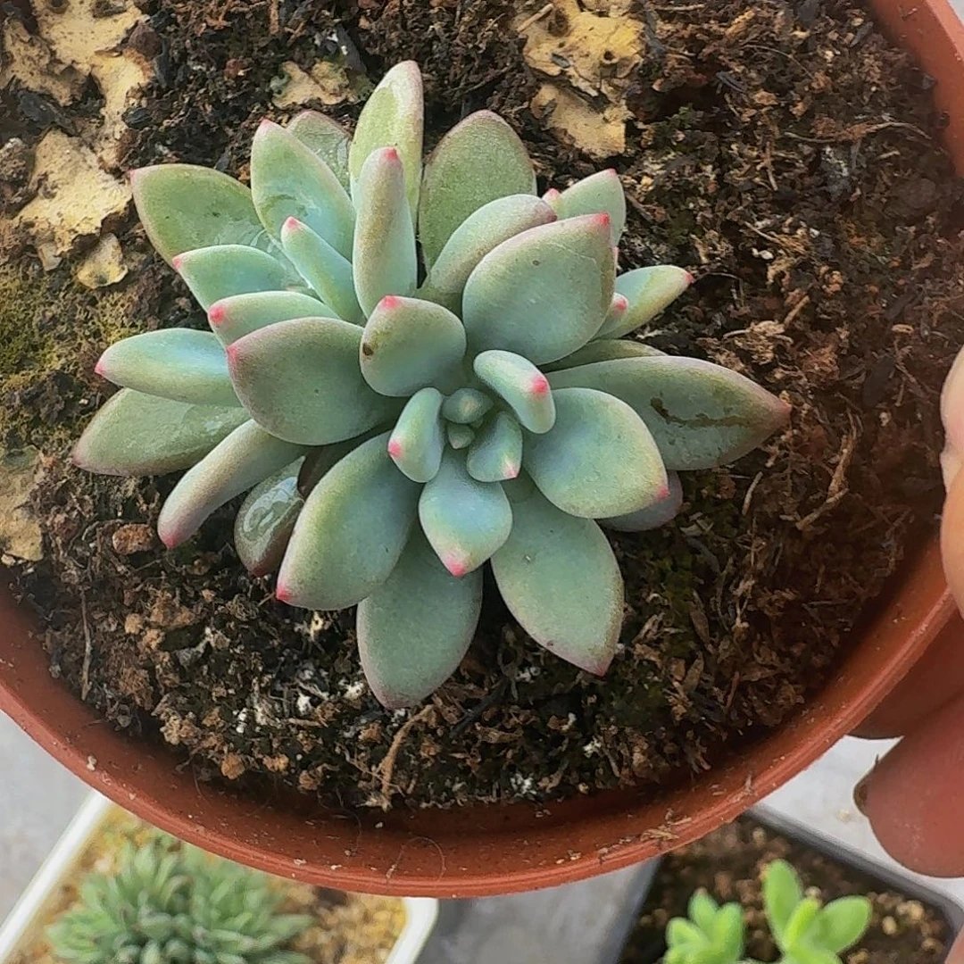 美人手指 一物一拍