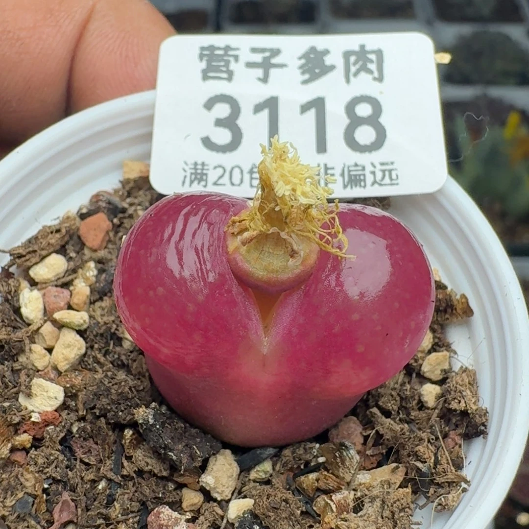 红宝石带盆土。