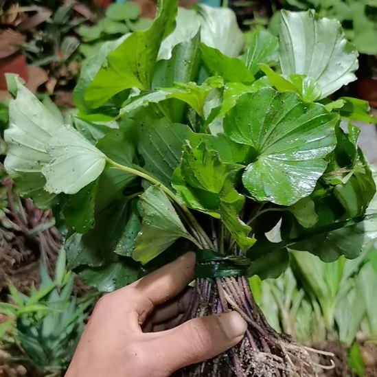 不开花植物不开花植物