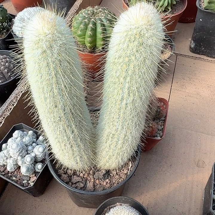 大***～大壮一物一拍包邮