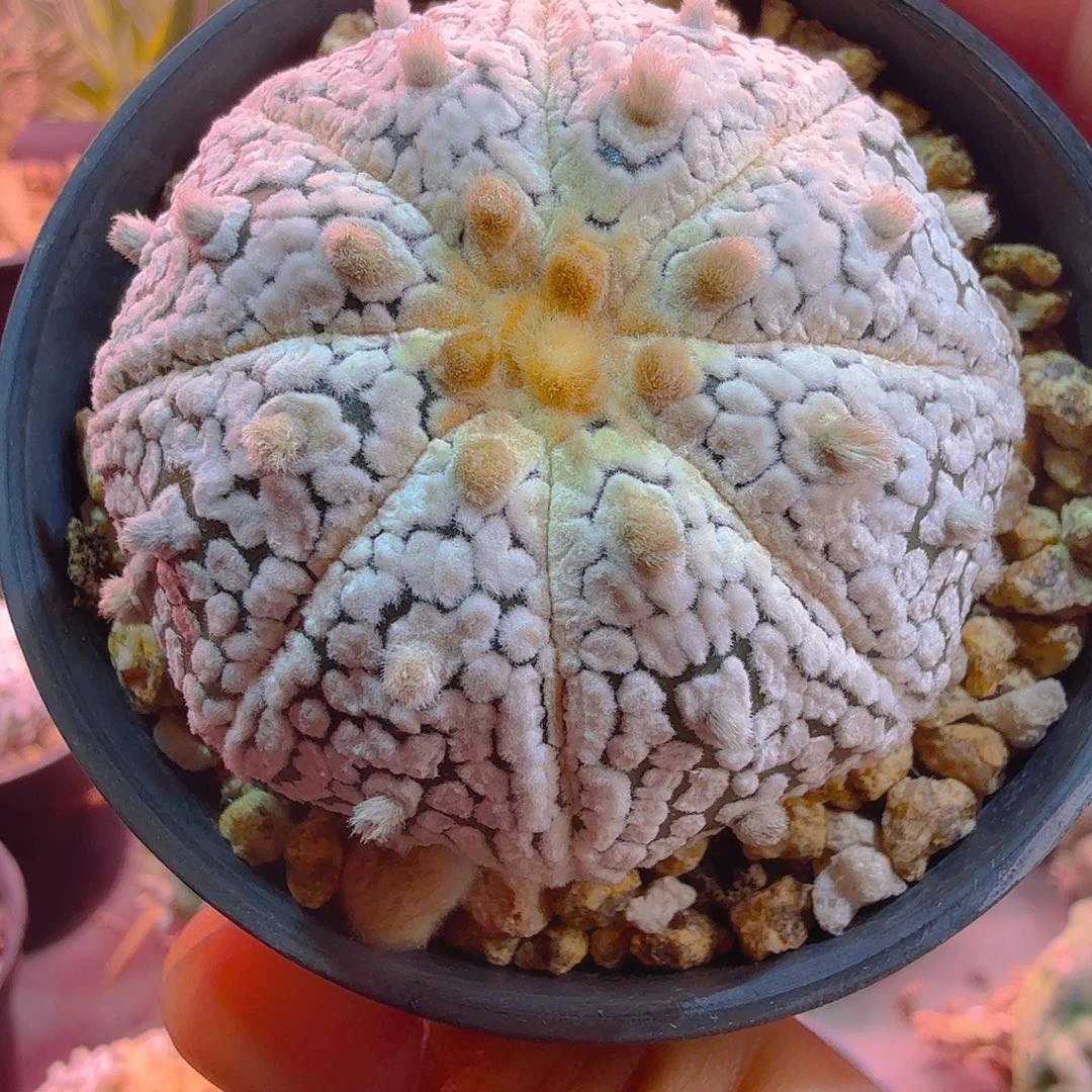 大白ｖ盾多肉植物多肉植物