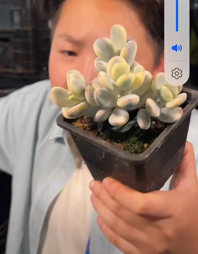 【方盆乒乓福娘锦】  多肉植物  新手好养  基地直发适合阳台庭院