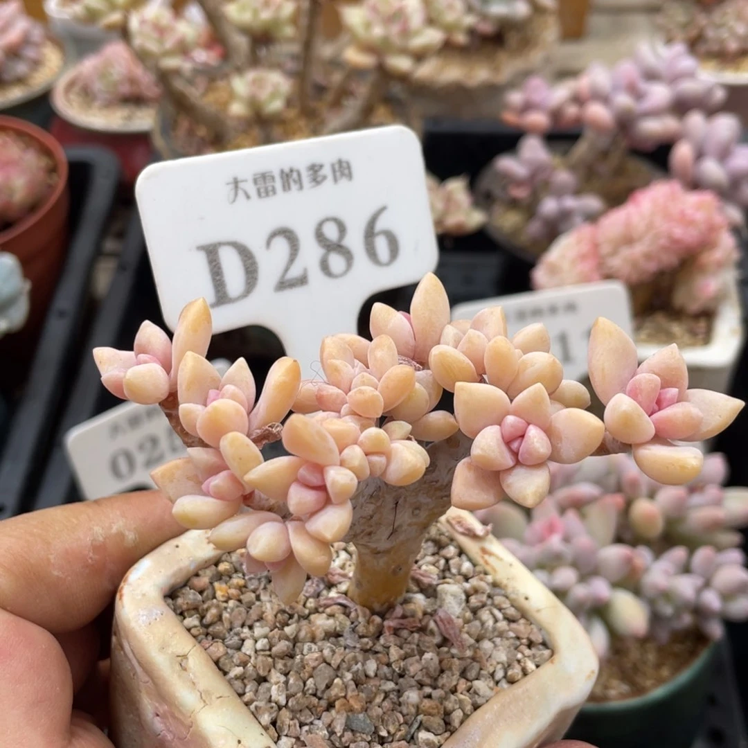 286淡雪不带盆9厘米微瑕