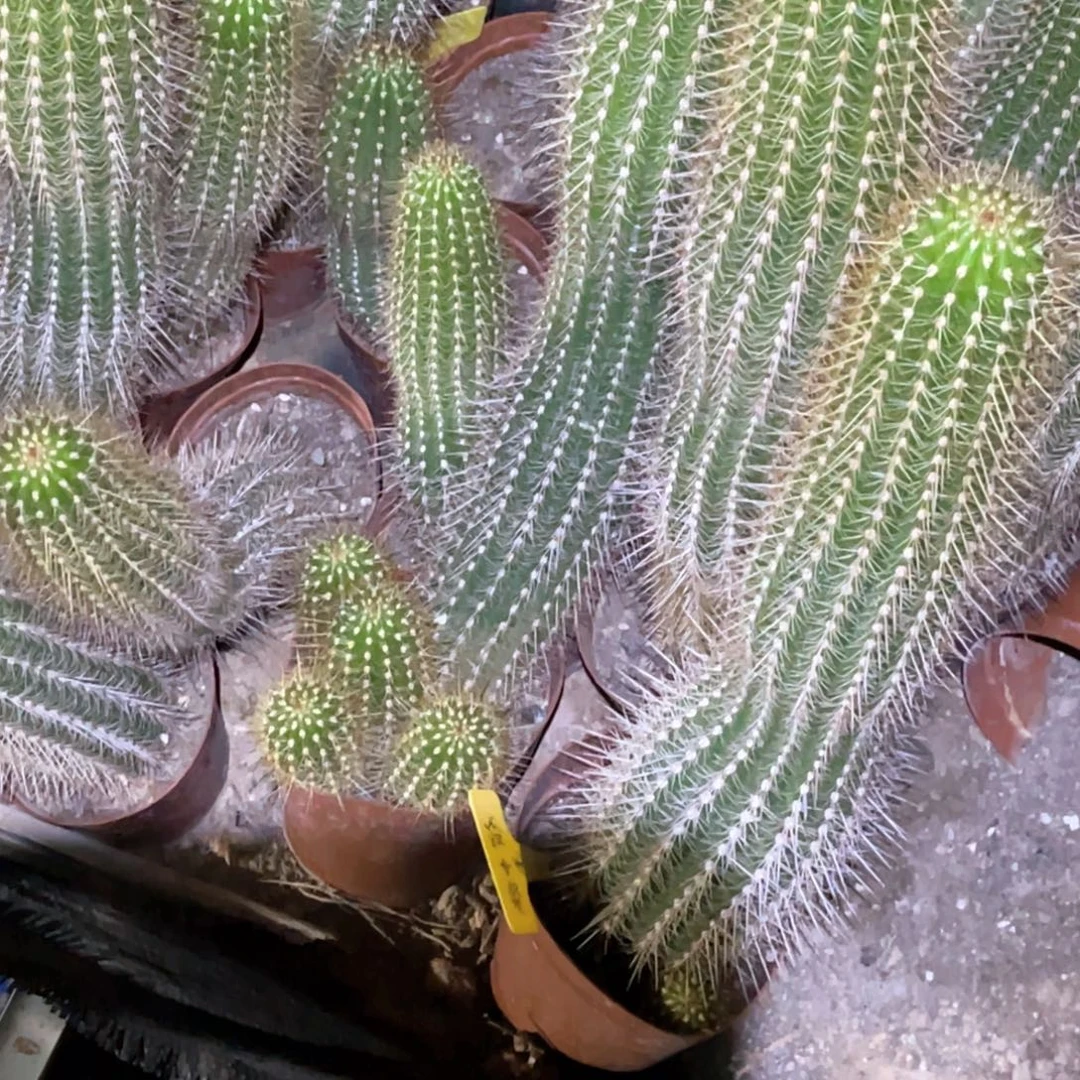 罗***明毛花柱 脱土脱盆摘花满20包邮