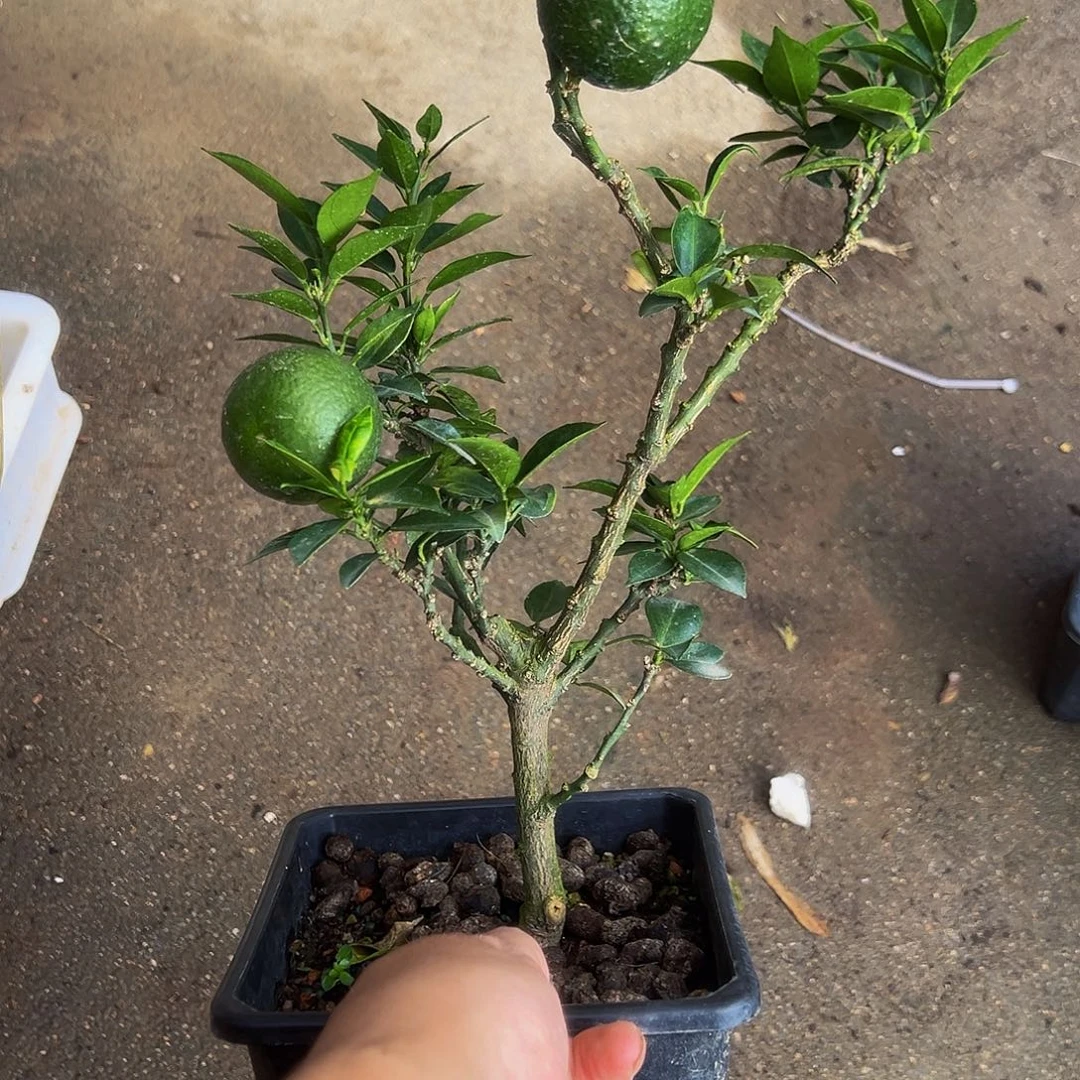 珍***惜无花朵八房柑一物一拍