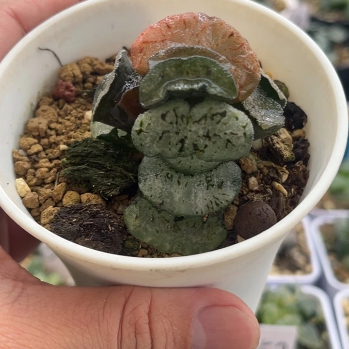 2**561发发发发发发发发发