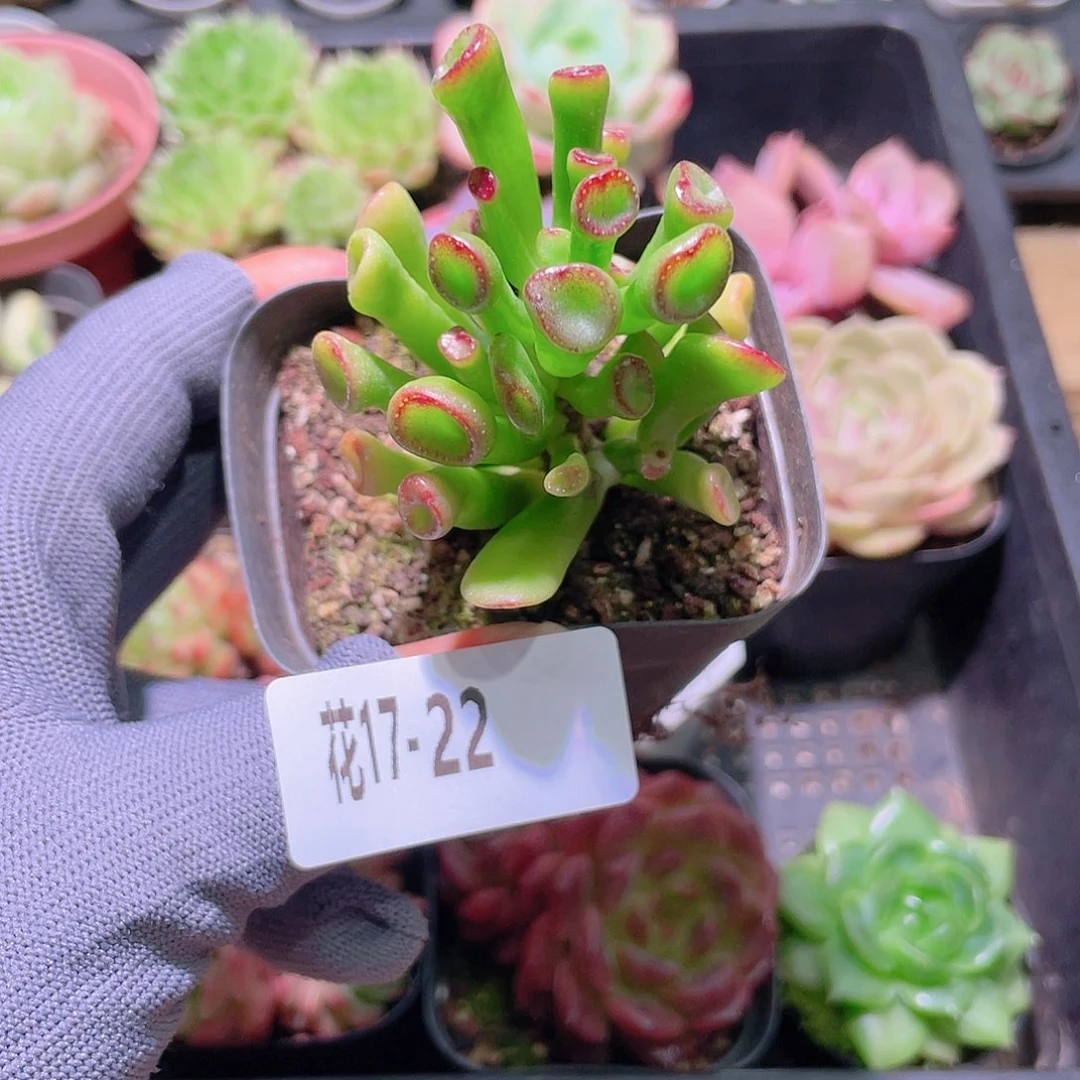 花利美17-22吸财树