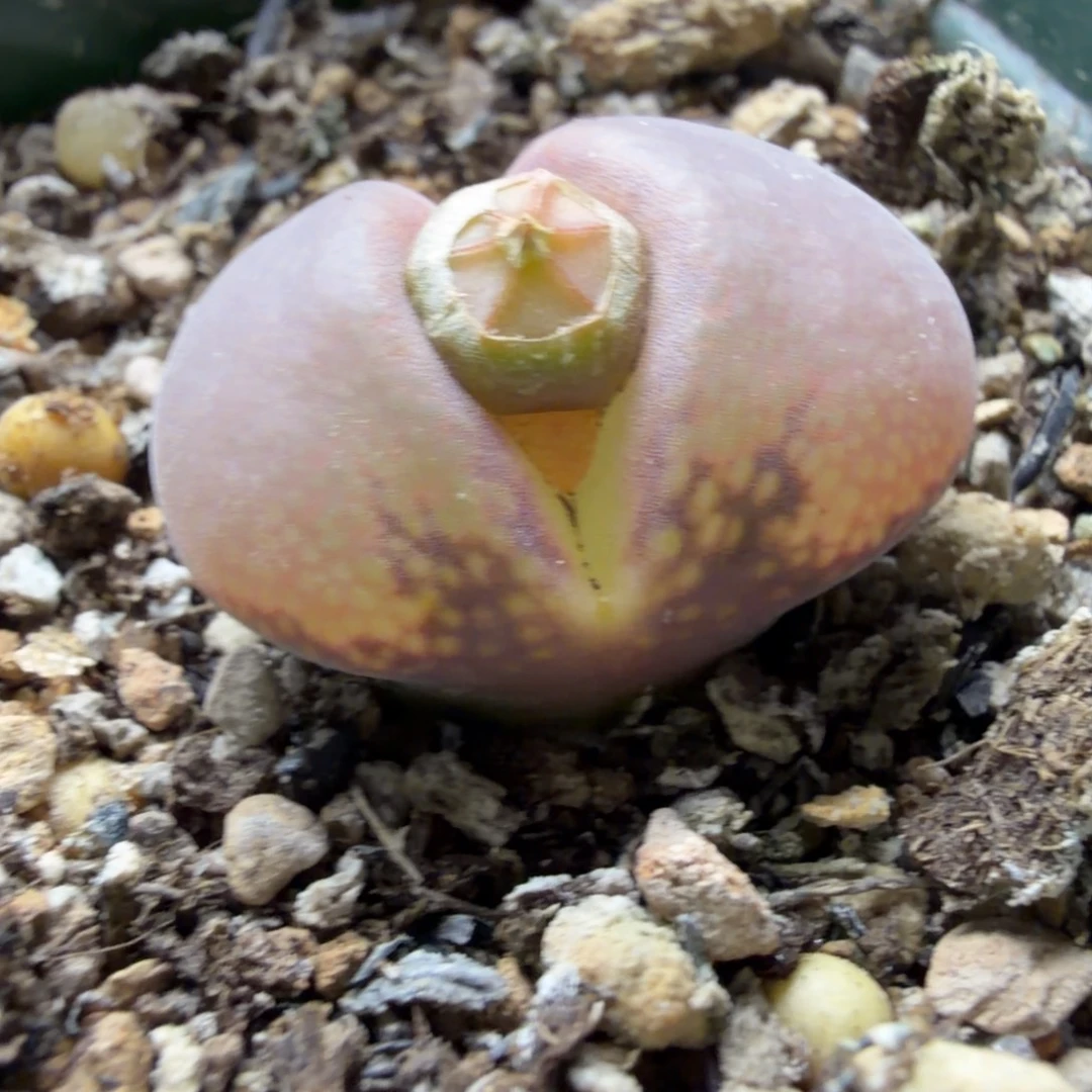 c10五年母本正品白花日系