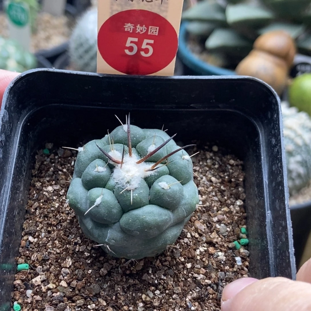 自根象牙一颗仙人球