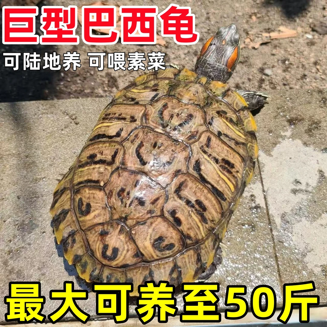 巨型巴西龟大型招财黄金巴西龟特大乌龟活物小乌龟宠物龟苗下蛋龟