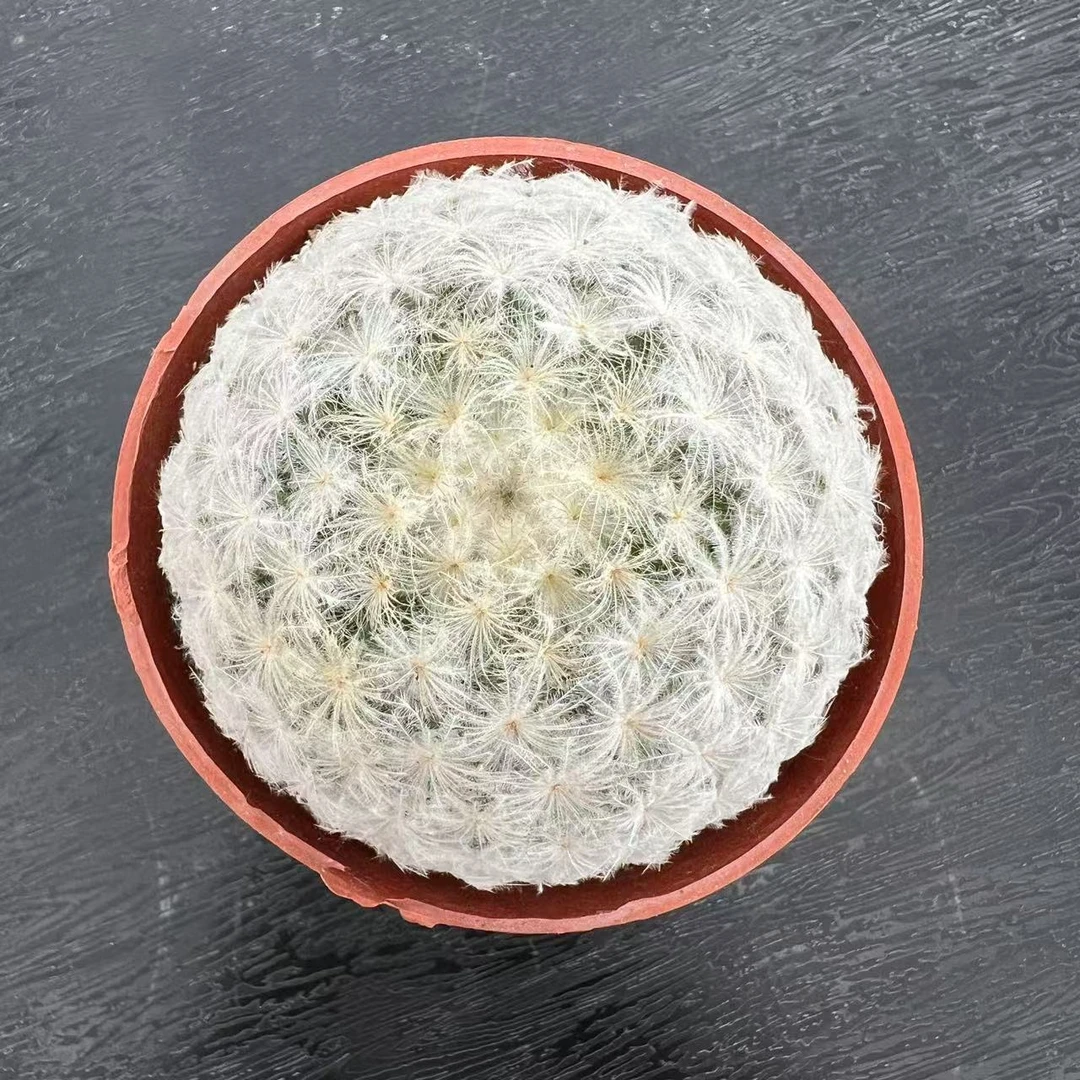 （满18包邮）中号白星仙人球 软刺不扎手仙人球 软的不是坏的