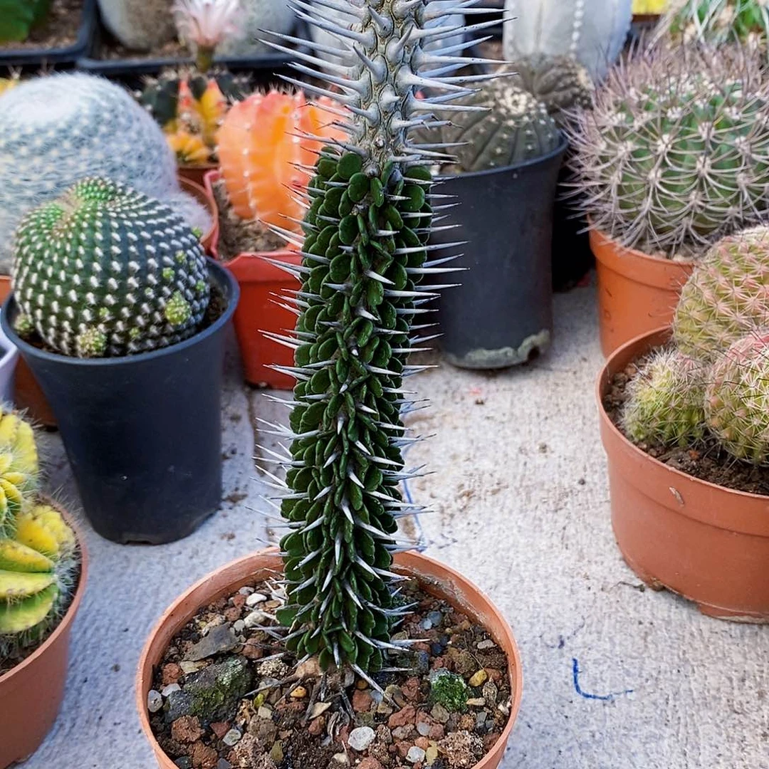 无花朵地狱魔针1111111111111111个