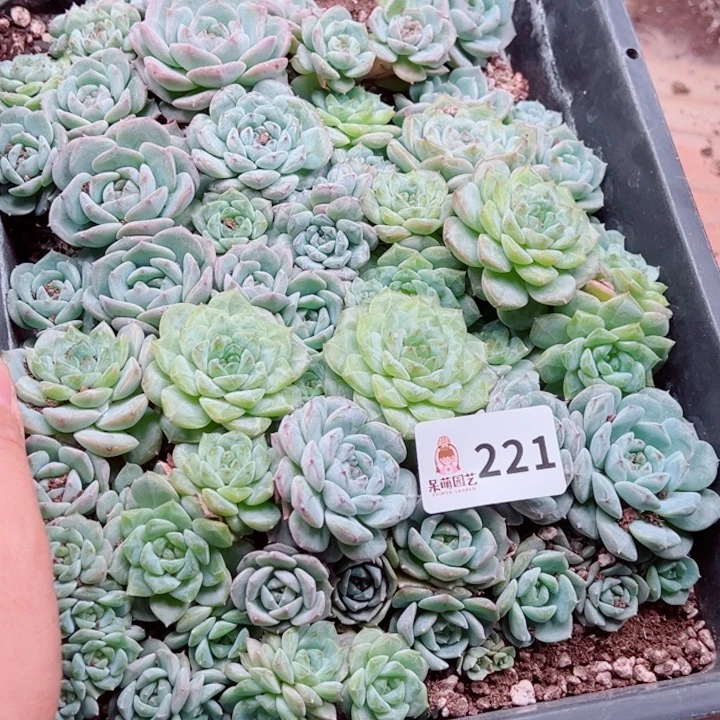 苹***崽多肉植物多肉植物