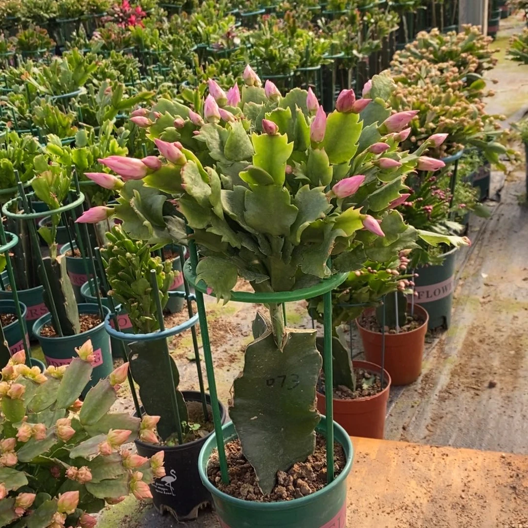 如****当前无花朵，栽培后可花朵186嫁接073