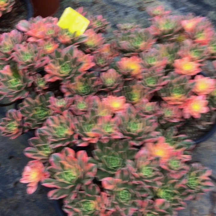 甜茶多肉82100000000