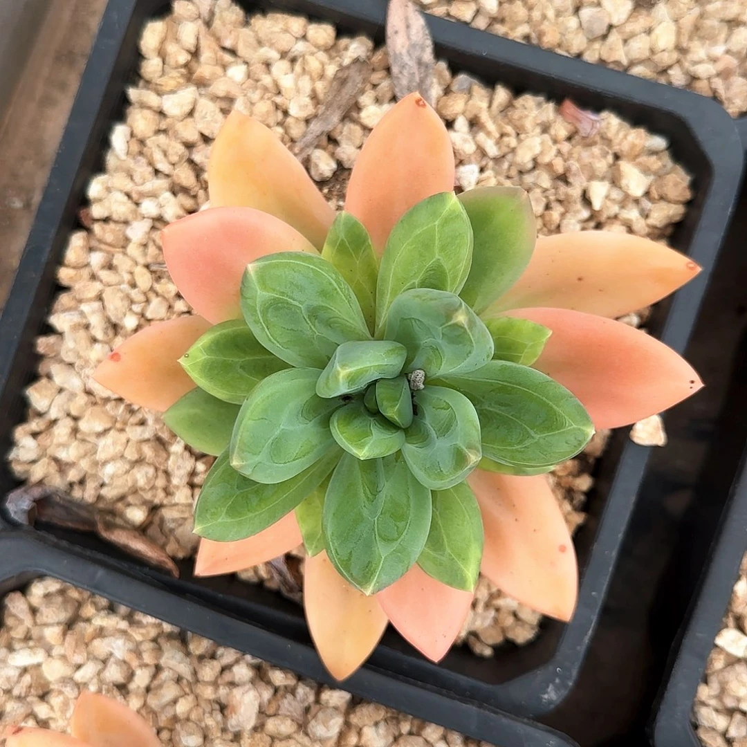 海洋之歌单头29.9      肉