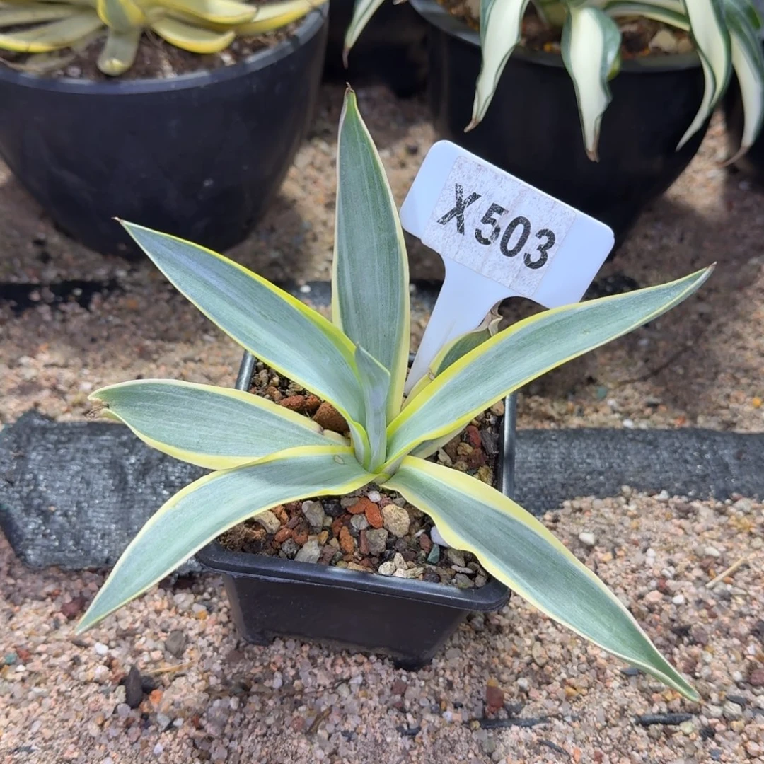 开播福利银河旅人脱土发