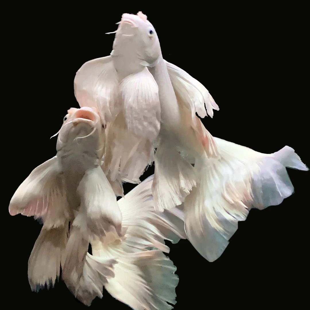 高品质普身普短观赏鱼大鳍长尾蝴蝶鲤